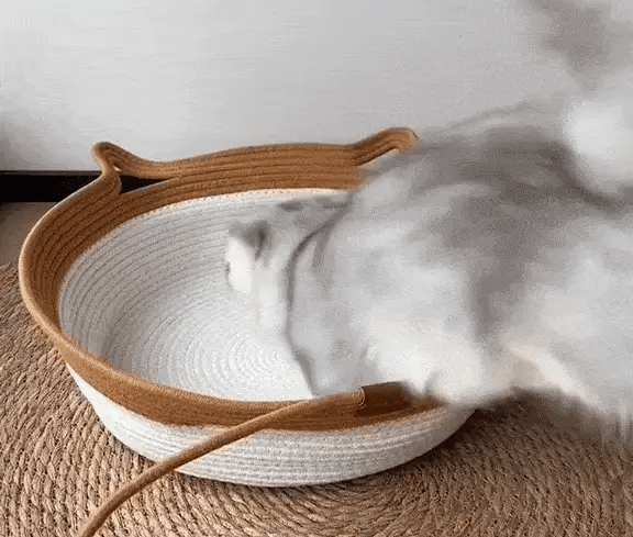 PuppyBed yatağında tırmalayan kedi