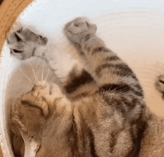 PuppyBed yatağında dinlenen kedi