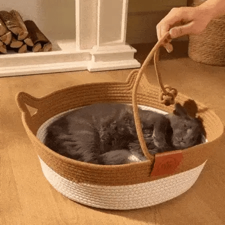 PuppyBed ip topuyla oynayan kedi